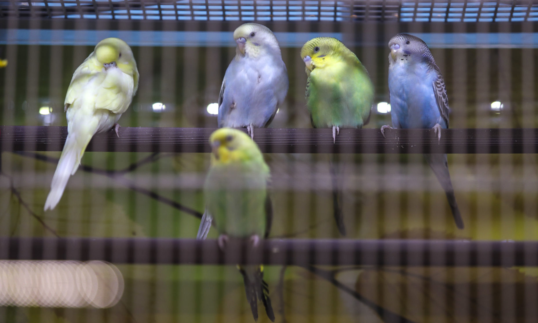 030718-PET-SUPPLIES-PLUS-009
